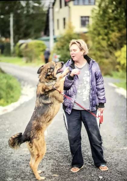 Умнейший пёс Сеня ищет дом и любящую семью в Москве фото 4
