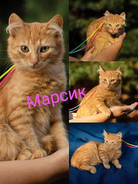 Солнечные рыжики, бесподобные котята в добрые руки в Москве фото 3
