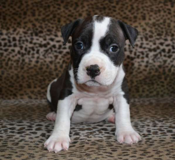 Шикарные Амстаффики мальчики и девочки ркф в Москве фото 14