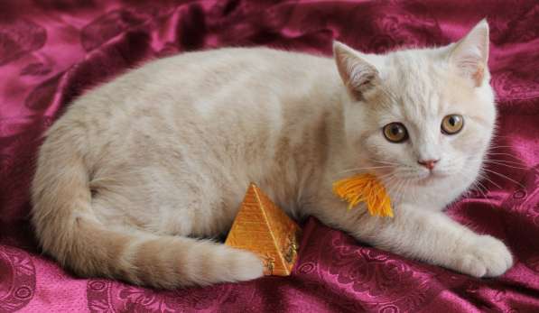 Шотландские котята в Твери фото 16