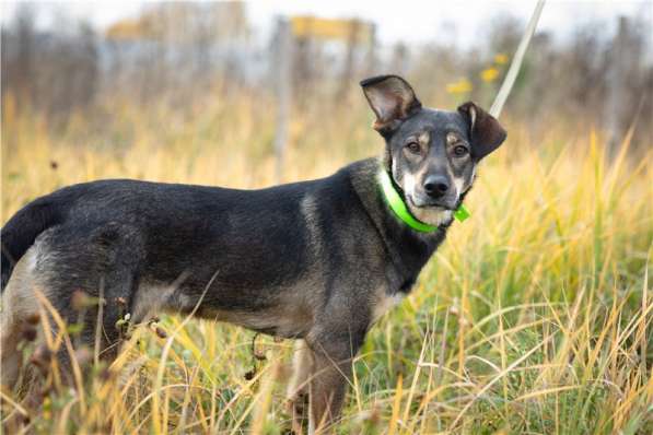 Грэй &ndash; веселый, активный парень ищет дом
