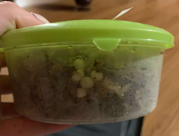 Ахатина Ахатина тигр (бронь улитят) в Москве фото 8