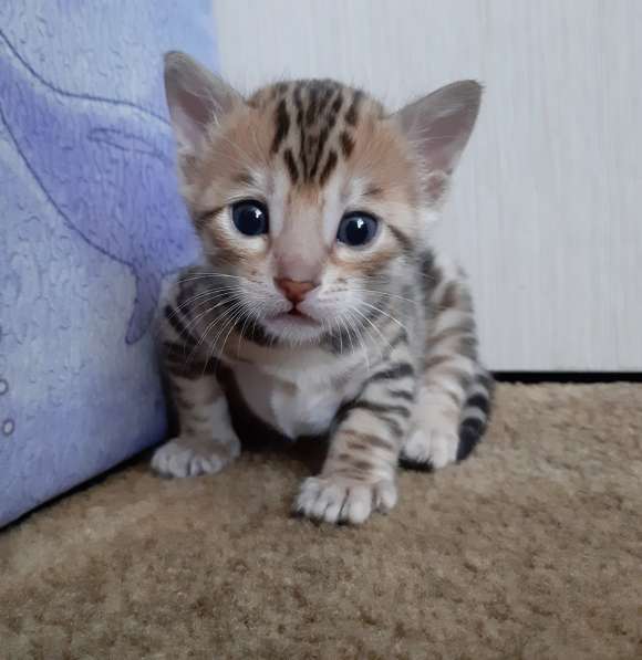 Бенгальские котята в Санкт-Петербурге