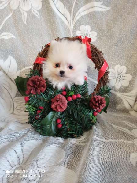 Щенки немецкого шпица в Дзержинске фото 8