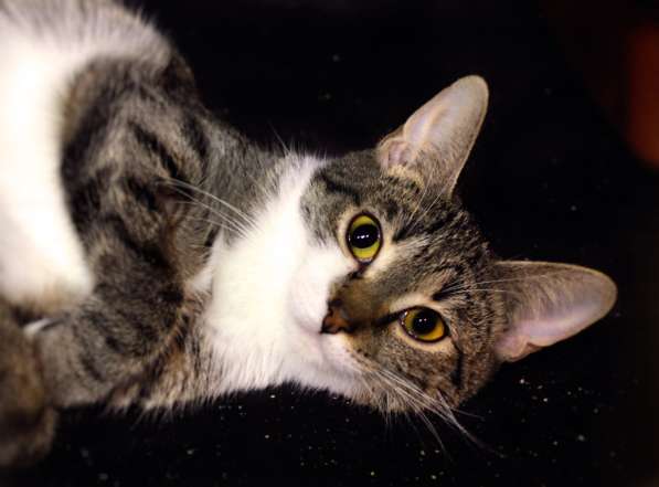 Нежная Ниагара мечтает о теплых домашних буднях