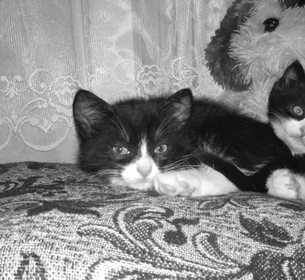 Котята 2 месяца. 2 кота и кошечка в Твери фото 3