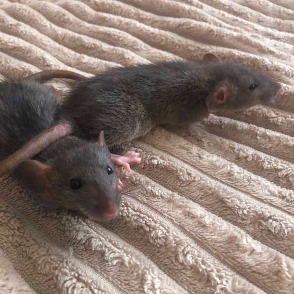 Крыса в Курске