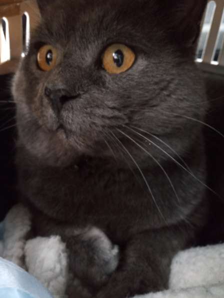 4-летний британский кот даром в Москве фото 9