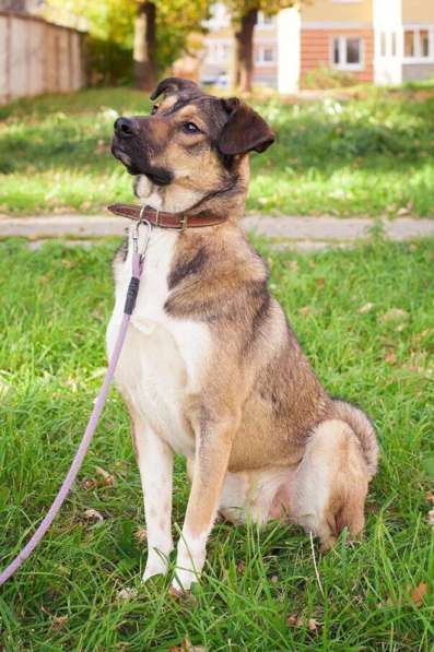 Молодой, жизнерадостный пёс Бим в Москве фото 68