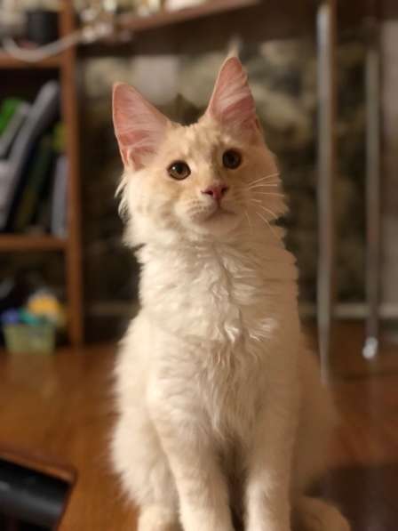 Котята и коты Мейн-кун