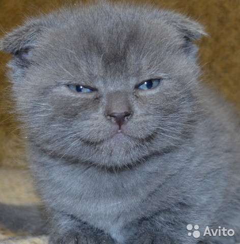 Котята -вислоухие и прямоухие в Костроме фото 8