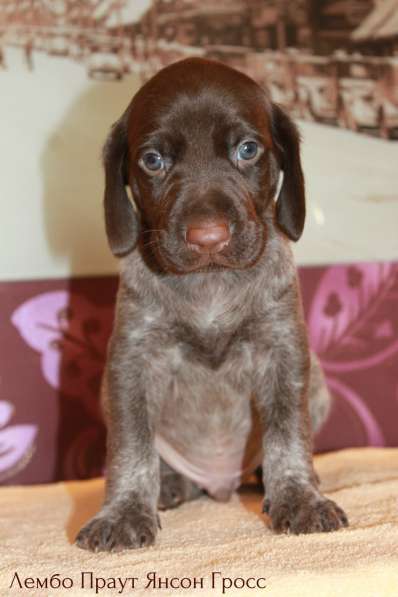 Щенки курцхаара в Санкт-Петербурге фото 21