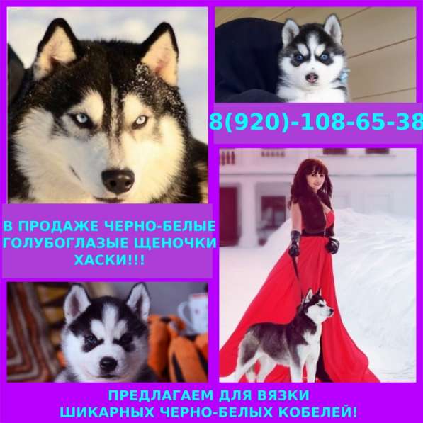 Малыши хаски