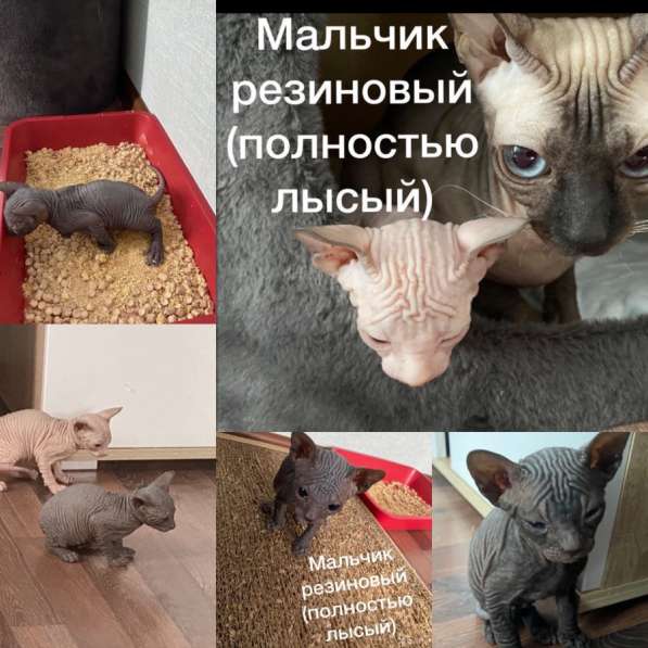 Котята Донской сфинкс в Новосибирске фото 5