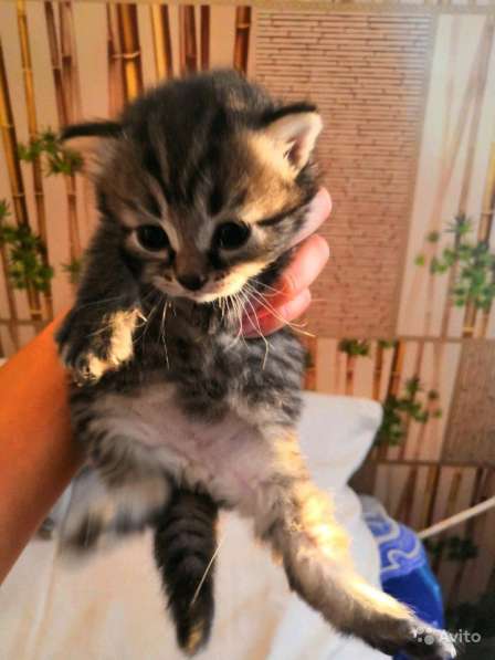 Котята в добрые руки от тайской кошки голубоглазой в Воронеже фото 3