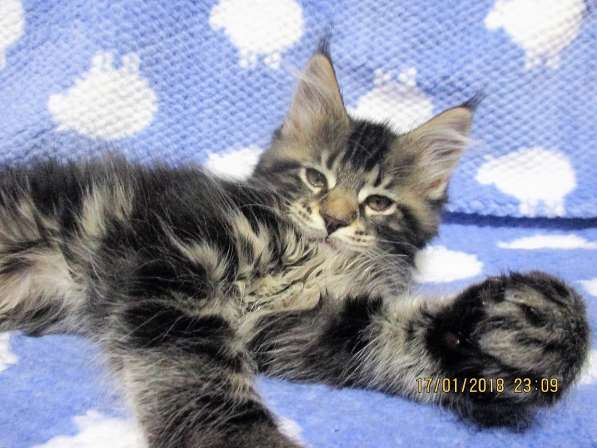 Девочки шоу/брид из питомника Arktur в Екатеринбурге фото 15