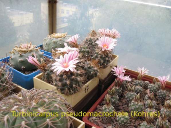 Продажа сеянцев кактусов в Москве фото 14