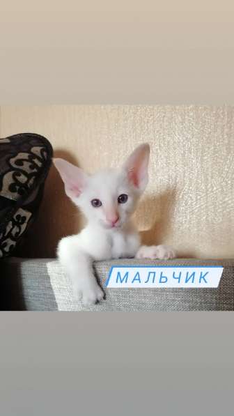 Ориентальные котята в Омске фото 6
