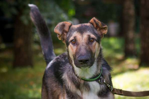 Отличная собака для семьи с детьми! в Москве фото 3