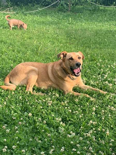 Друг в добрые руки в Москве фото 4