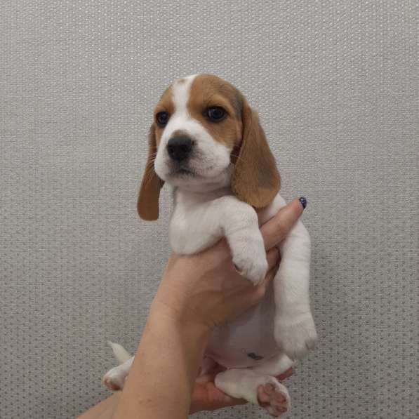 Щенки Бигля в Москве фото 10