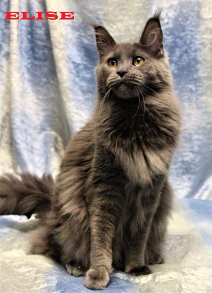 Продаются пушистые кошечки породы Мейн-кун в Санкт-Петербурге фото 3