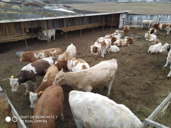 Бычки, телята, нетели, коровы, телки в Сибае фото 3