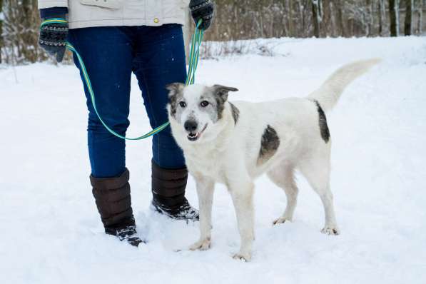 Умка ищет дом в Санкт-Петербурге фото 3