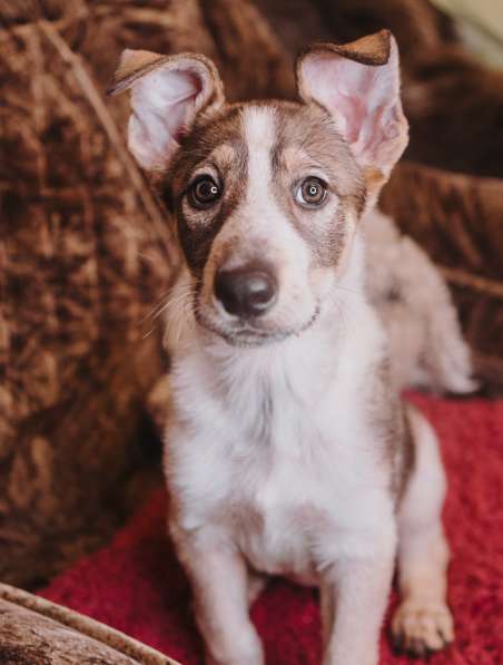 Забавный щенок в добрые руки в Москве