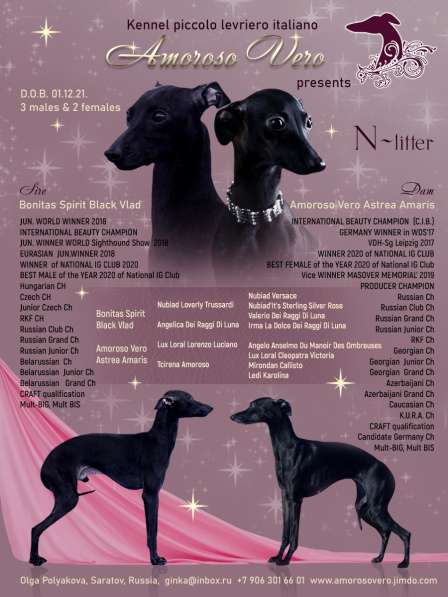 Щенки левретки питомника AMOROSO VERO в Саратове фото 4