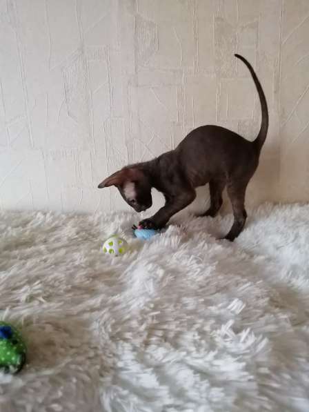 Кошечка Корниш рекс в Москве