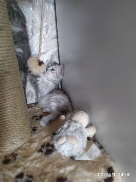Котята в добрые руки в Кольчугине фото 7
