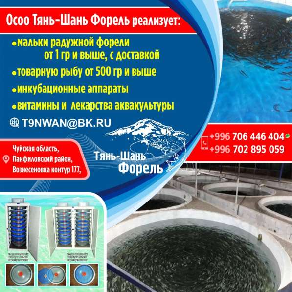 Продажа радужной форели