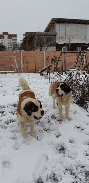 Щенки сенбернара в фото 21