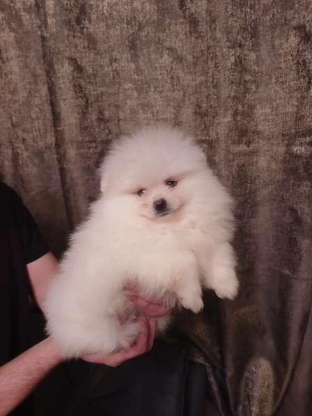 Pomeranian spitz в фото 7