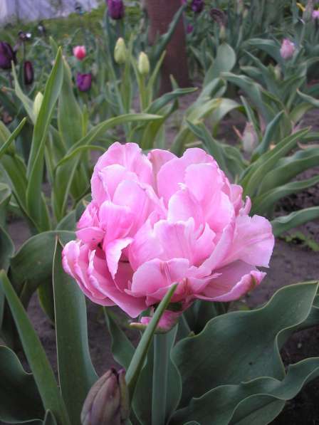 Тюльпаны и эрэмурусы в фото 12