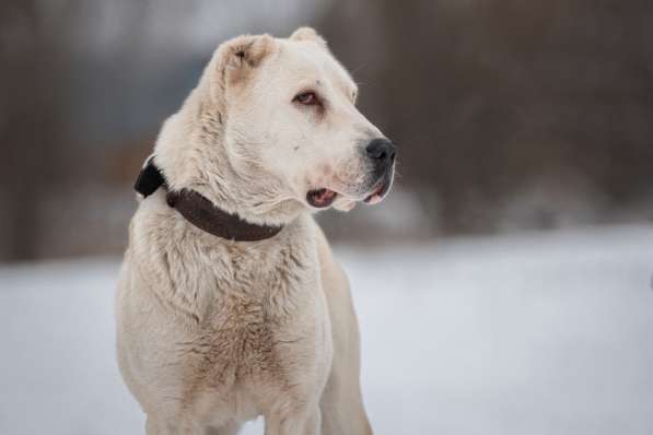Тисса &mdash; озорная азиатка ищет дом в Москве фото 4