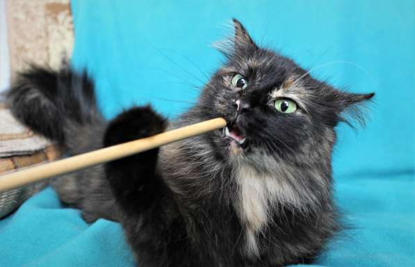 Эсми – космическая красота. Молодая кошечка в дар в Калуге фото 10