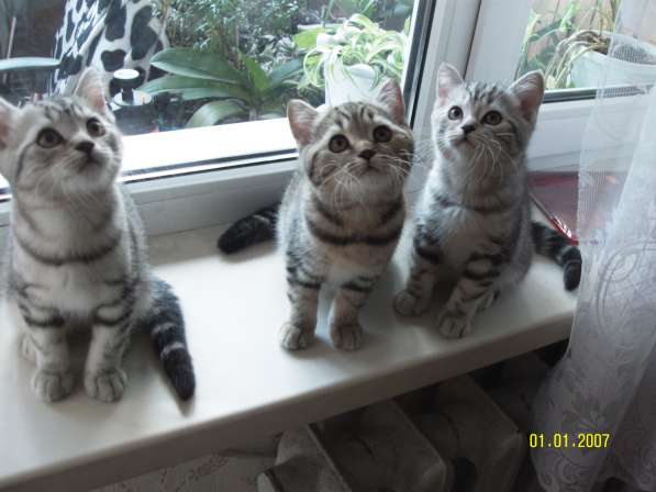 Продаются породистые короткошерстные британские котята в фото 5