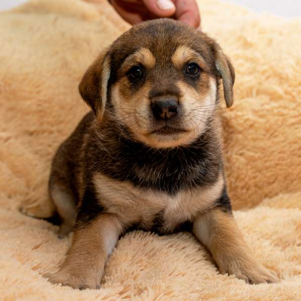 Щенки в дар в Москве