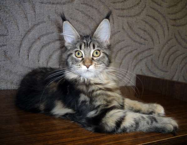 Апельсинки к Новому Году в Рязани фото 107