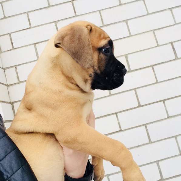 Щенки Бульмастифа