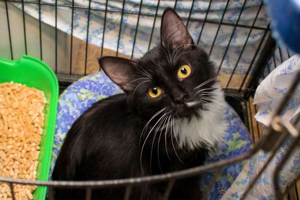 Сладкий Панкейк ищет нежную семью в Москве