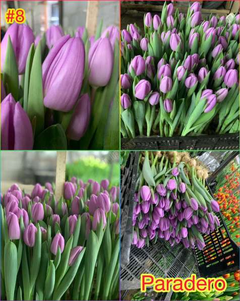 Принимаем заказы на тюльпаны к 14 февраля и 8 марта в фото 12