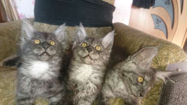 Котята мейкунята ждут родителей