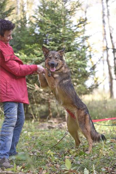 Молодая собачка Динга ищет семью в Москве фото 21