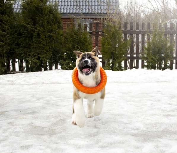 Щенки Американской акиты в Санкт-Петербурге фото 20