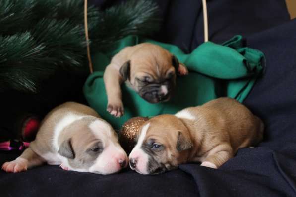 Щенки АСТ (документы РКФ) в Краснодаре фото 26