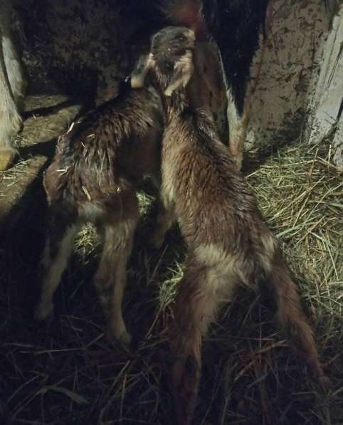 Зааненская коза дойная в Одинцово фото 37