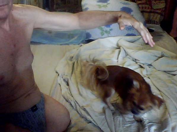 Вязка: Кобель чихуахуа в фото 5